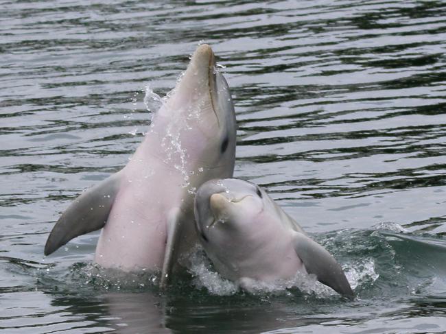 What is killing the baby dolphins?