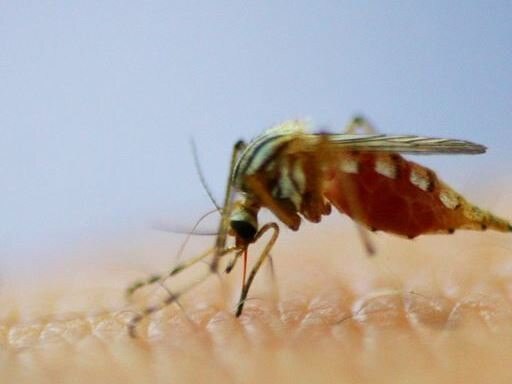 Ross River virus infection is spread by mosquitoes