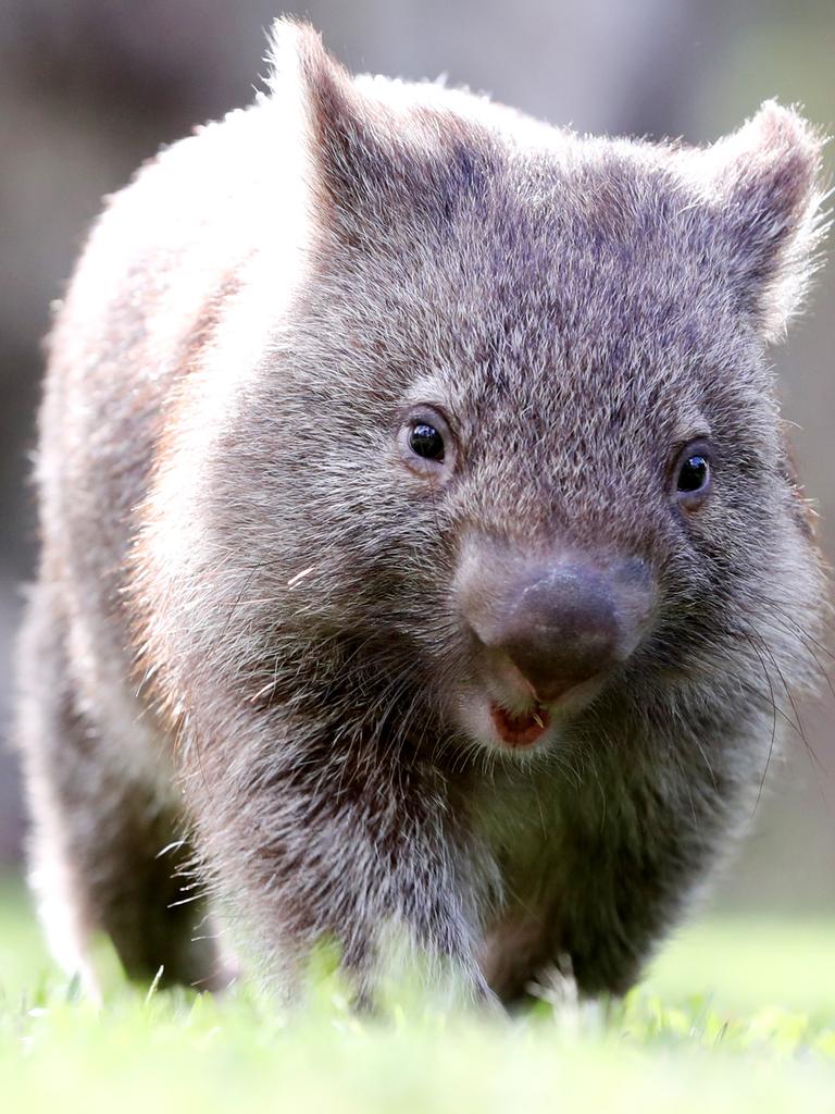 Paradise Country Wombat Do You Have A Name For This Cute Critter 