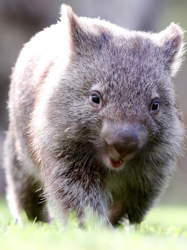 The new baby wombat at Paradise Country on the Gold Coast needs a name. 