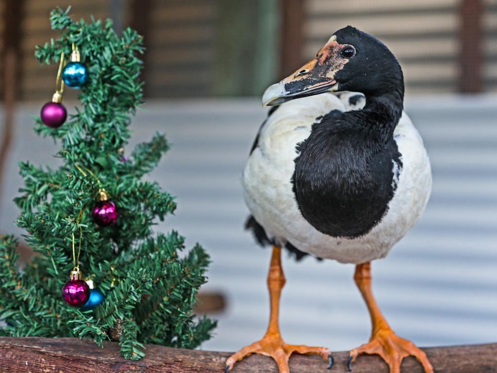 Tux is a magpie goose almost ready to find a new home. With striking features, Tux is a unique goose who would love space to roam with some feathery friends. He is $15 to adopt. Picture: Zak Simmonds