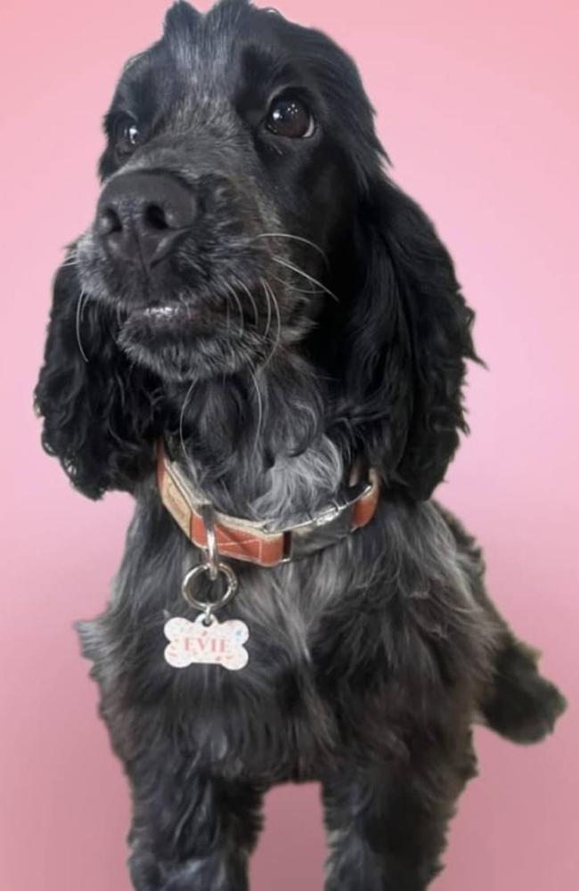 Evie the cocker spaniel died after being mauled at a pet boarding facility in the Darwin rural area. Her owner has launched Evies Bark, a petition calling for urgent regulation and safer standards in the pet boarding industry in the NT. Picture: Supplied.