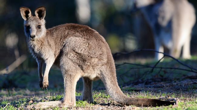 Early kangaroos couldn't hop: WA Museum's Kenny Travouillon says |   — Australia's leading news site