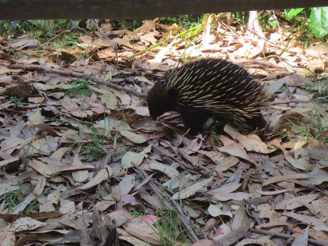 Watch out for echidnas on the side of the road. Picture: Kate Schneider