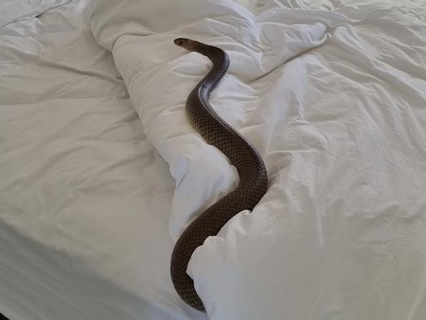 An alarming bedroom encounter with a huge snake has prompted a chilling warning after the intruder was caught out mid-nap.