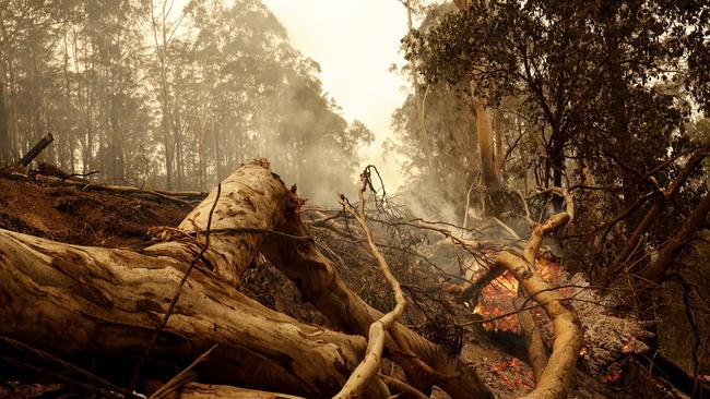 Deadly bushfires ravaged Victoria last summer. Picture: Darrian Traynor/Getty Images