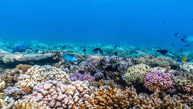 $15m funding to go to Tourism Tropical North Queensland to get tourists back to the Great Barrier Reef. Pic supplied by Triple 888 Eight motor yacht.