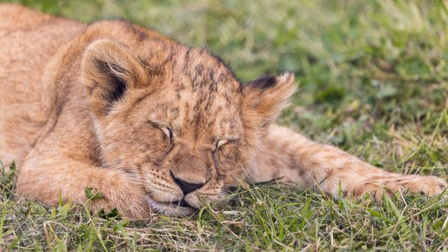 Lion around. One of Taronga Western Plains Zoo’s new cubs takes a much-needed nap. Picture: Supplied