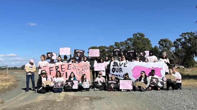 Protesters have gathered outside Midland Bacon piggery demanding the release of allegedly raped sow Olivia.