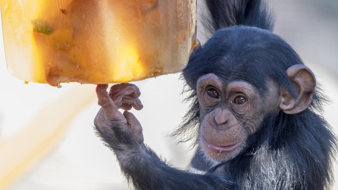 Enzi enjoying an icy cake at Monarto Zoo. Picture: Adrian Mann