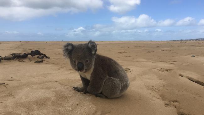 Koala on the beach at Wild dog creek, Apollo Bay. Picture: Kirsten Jones.