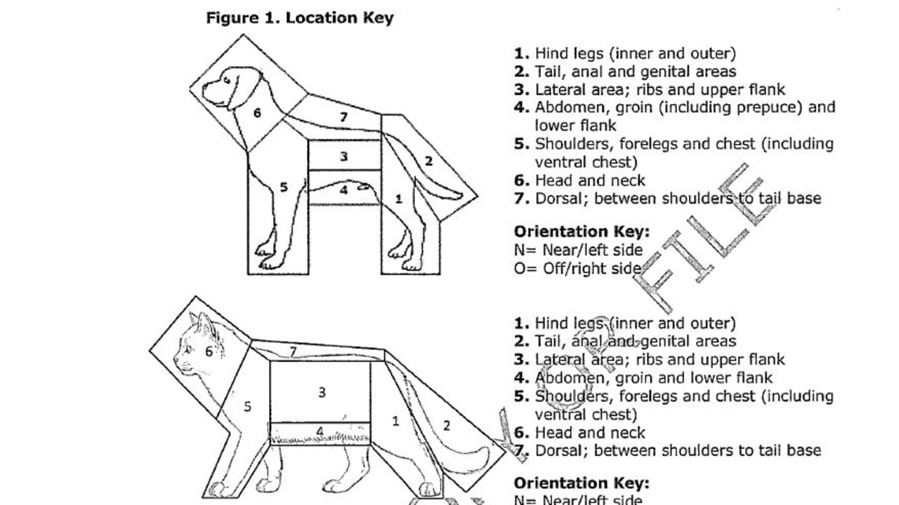 A figure contained in the document showing the locations on the animals' bodies where the ticks might latch on.