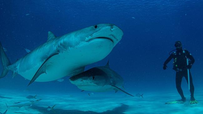 Mick Fanning in the doco Save the Shark. Picture supplied