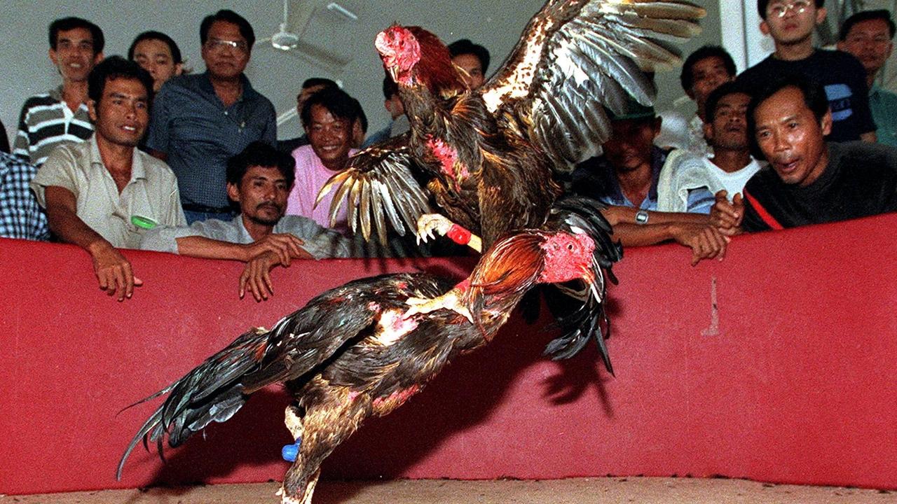 Police Officer Christian Bolok Killed By Rooster At Illegal Cockfight Daily Telegraph 