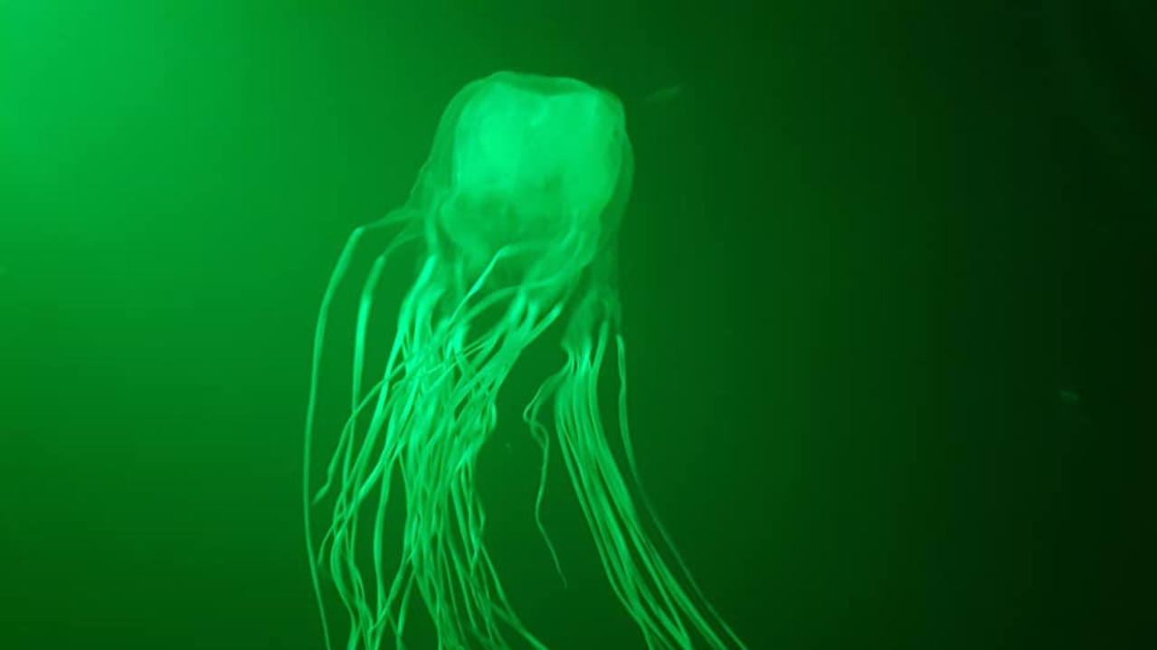 HUNTING: The box jellyfish in the Mackay Marina. Picture: Megan Love