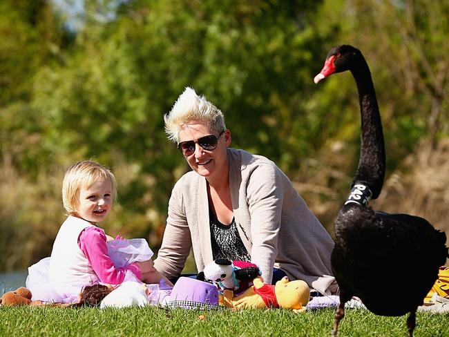 Lilyana Paterson, aged 3, having a teddy bear picnic with her mother Caddie Whitehead as they are joined by a black swan in Albert Park. Photo: Hamish Blair