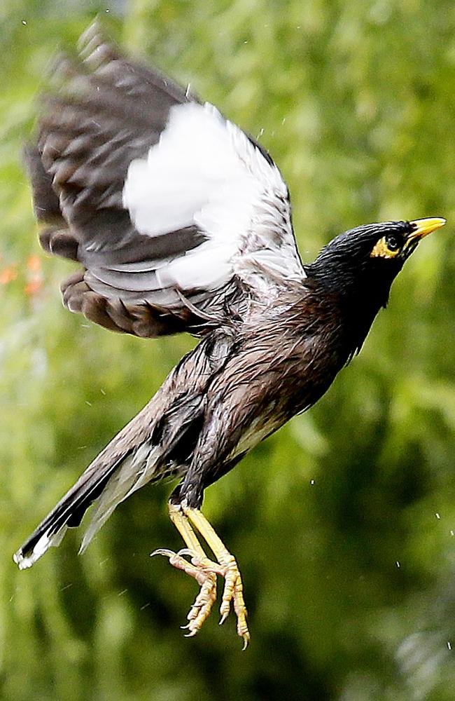 Rats with wings: Indian myna birds have taken over native animal environments in urban Sydney. Picture: John Appleyard