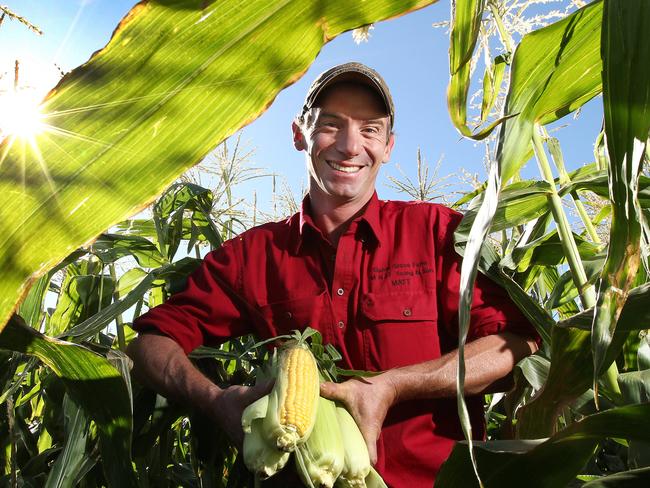 Matthew Young shows off part of his sweet corn harvest at Sassafras