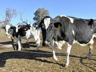 QDO Vice President, Matthew Trace, calls for fairer milk pricing. Picture: Bev Lacey