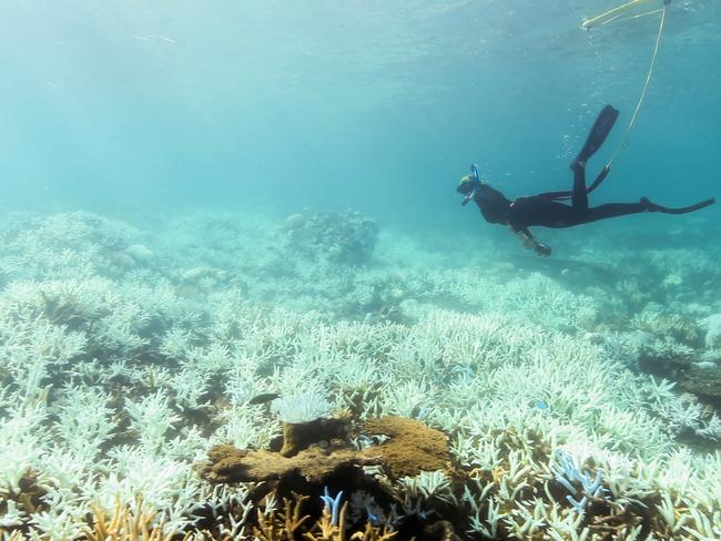 Coral bleaching is one of the biggest threats to the GReat BArrier Reef and marine ecosystems. Picture: Supplied