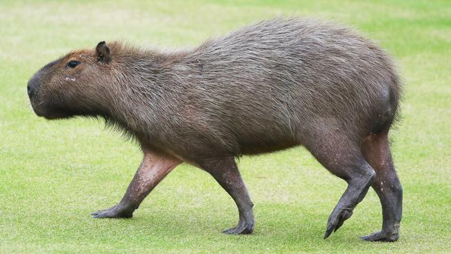 A capybara crosses a fairway at Olympic Golf Course.