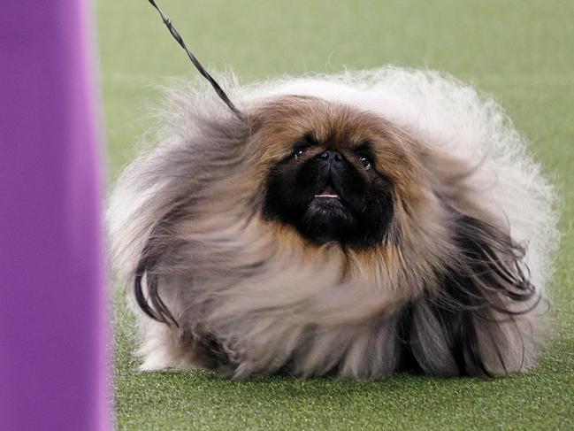 TARRYTOWN, NEW YORK - JUNE 13: Wasabi the Pekingese competes in Best in Show at the 145th Annual Westminster Kennel Club Dog Show on June 13, 2021 in Tarrytown, New York. Spectators are not allowed to attend this year, apart from dog owners and handlers, because of safety protocols due to Covid-19. (Photo by Michael Loccisano/Getty Images) *** BESTPIX ***