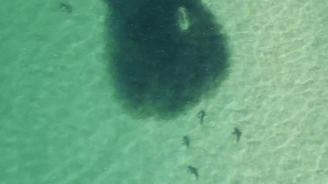 The sharks have been spotted in a feeding frenzy. Picture: Supplied