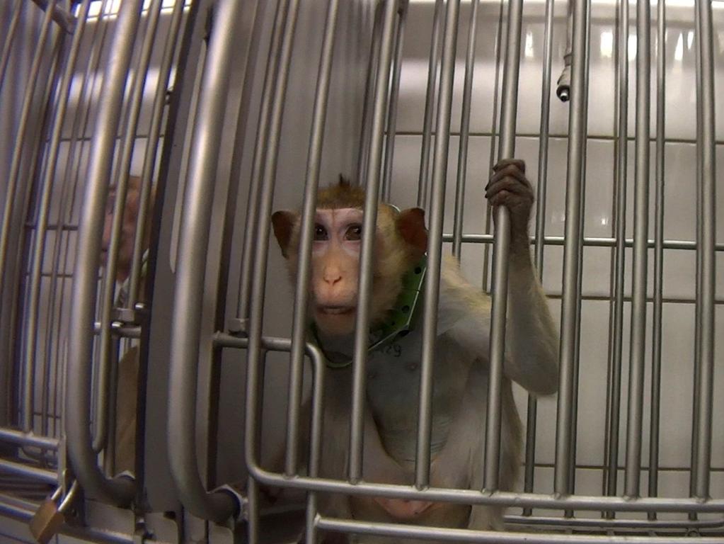 A monkey kept in metal collar. Picture: Cruelty Free International/Newsflash/australscope