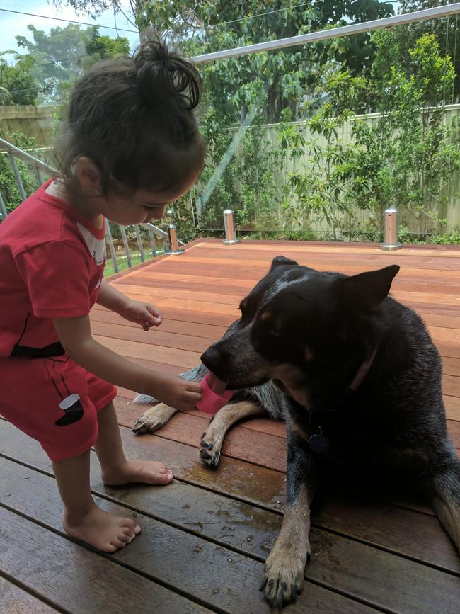 ACE: Biggera Waters blue heeler Ace, 7, enjoys a tea party with his human Stella.