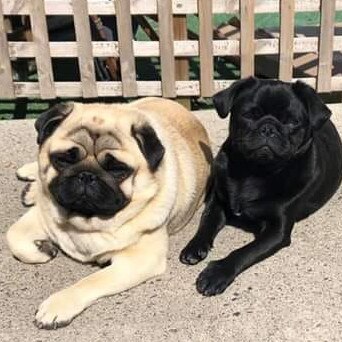 Tassie's Pawfect Pairs | Tameeka Grey: Franky & Nui 💙 pugs