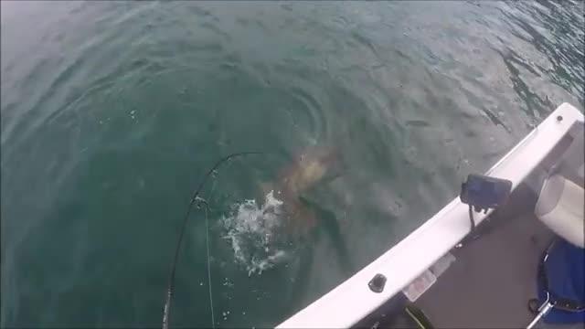 Enormous groper steals queenfish from fisherman