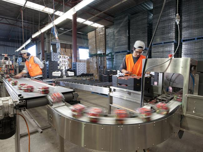 Strawberries get packed at Pinata Farms at Wamuran on Queensland's Sunshine Coast.