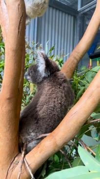 Precious moment koala mum and joey return to wild