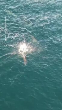 Captivating Footage Shows Dolphins in Action as They Hunt Fish