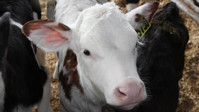 A line of polled cattle using gene editing has already been developed by a US gene technology company.
