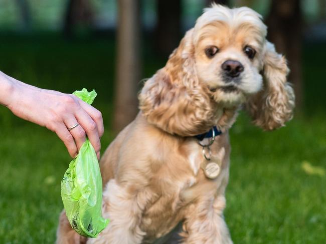 Dog poo bag istock image.