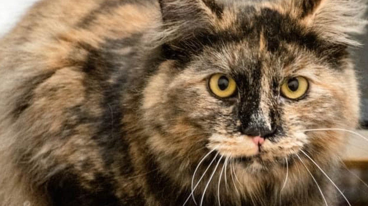 Staff of Walker Street Veterinary Clinic are “surprised” Edith is yet to be adopted.