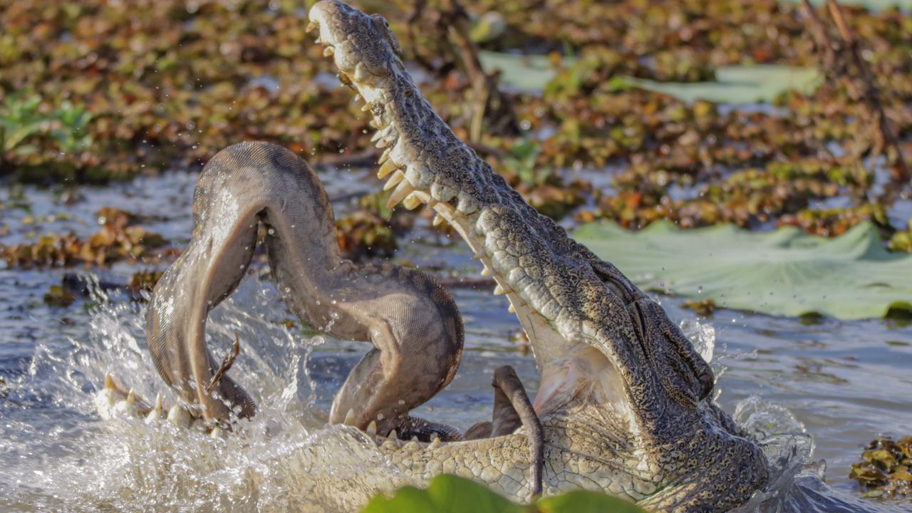 Kakadυ's Yellow Water Billabong: Croc battles giant file snake | NT News