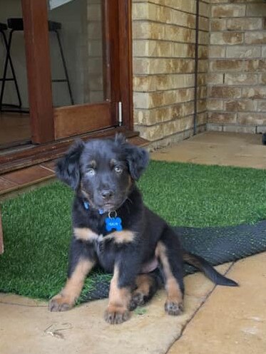 Dusty the border collie from Nerang. Cutest pup because just look at him, so adorable
