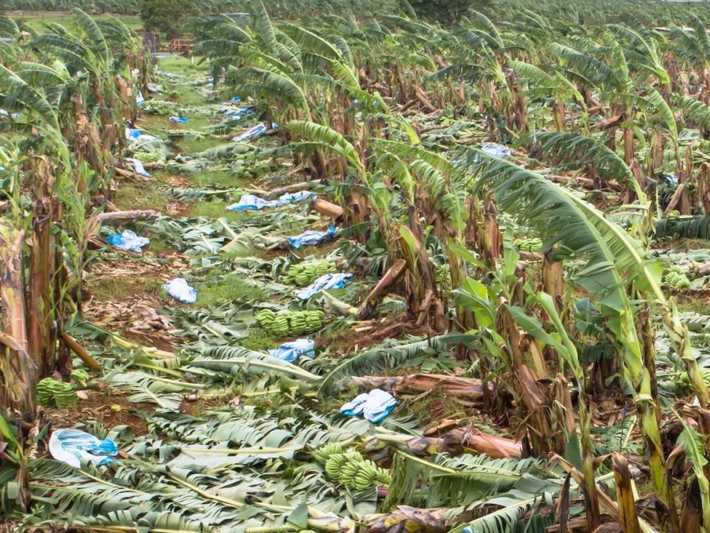 Fruit and veg to cost more as crops decimated