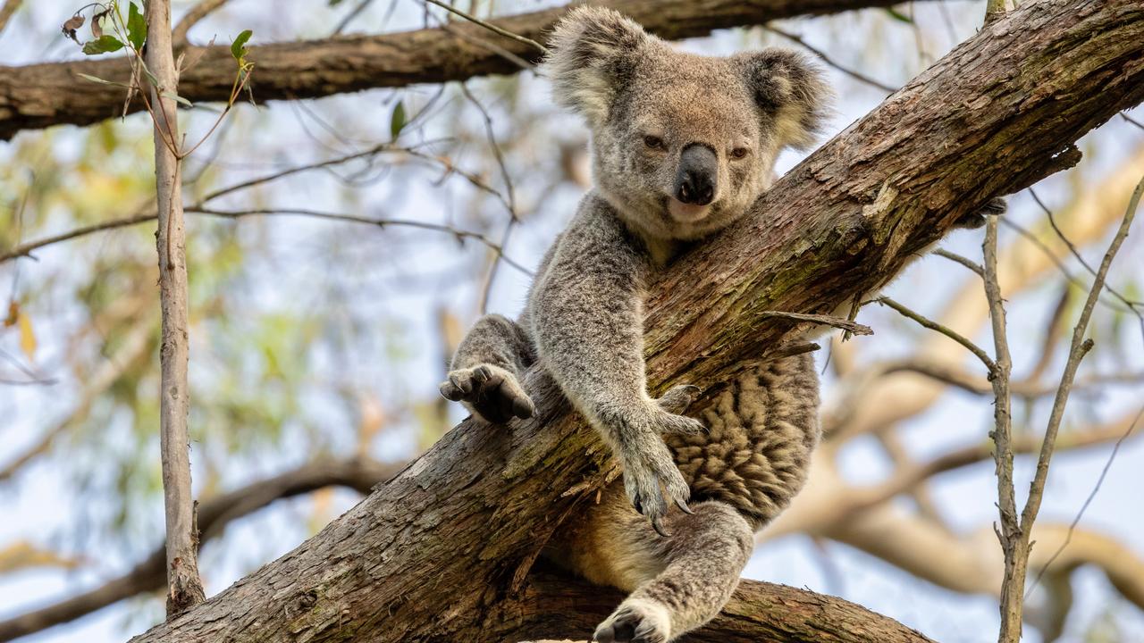 The 2024 Toowoomba Region Koala Count found 230 wild koalas across the local government area in November, an improvement in the population from the year prior. A koala at Geham. Photo: Jan Clewett