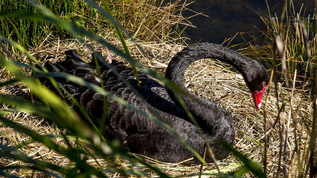 A nesting black swan at Black Swan Lake in Bundall. Picture: Jerad Williams