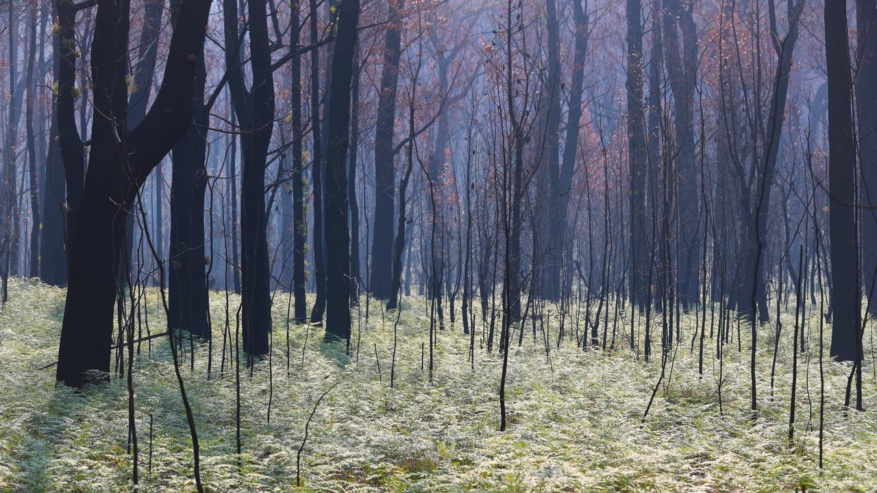 New hope for Victoria’s bushfire victims