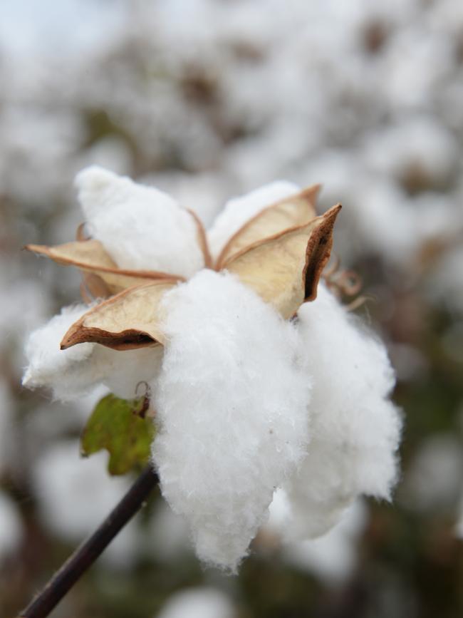 Cotton in the field.