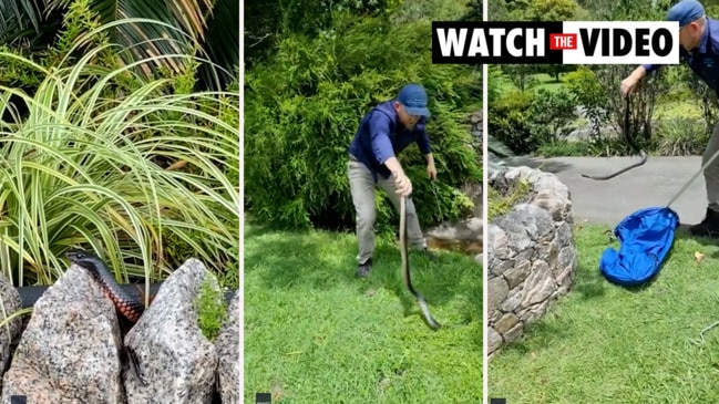 Sunshine Coast snake catcher relocates pregnant red-bellied black snake