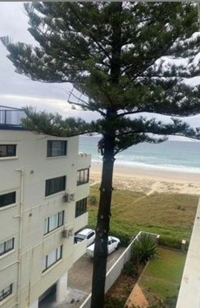 The tree being removed at Seabreeze Apartments, Garfield Tce. Picture: Supplied