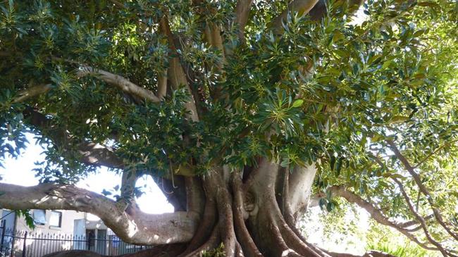 Tree 0179 on the National Register of Big Trees is a Moreton Bay fig (Ficus macrophylla) at Tintinara Winery, Main Road, McLaren Vale. Picture: Dean Nicolle