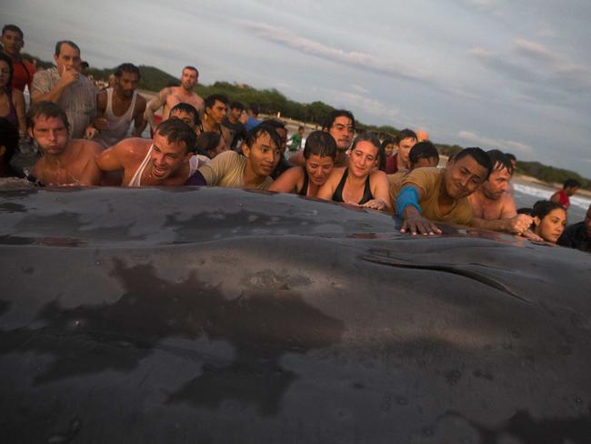 Rescue attempt ... residents and tourists push the whale to try to return it to the ocean. Picture: AP