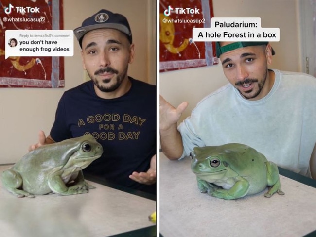 Viral video of Dumpy the giant frog turns out to be fake. Picture: TikTok/whatslucasup2