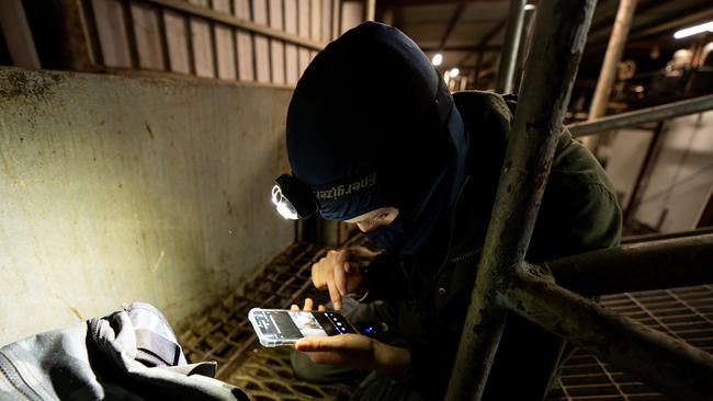 A Farm Transparency Project activist downloads footage taken by hidden cameras in Ralphs Meat works.